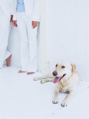 多くの愛犬家から人気を集める店舗です