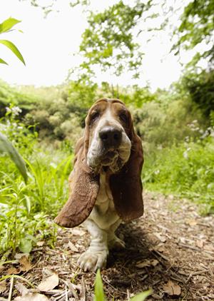 信頼と実績のアサンテによる安心のシロアリ駆除サービス｜土日祝日も対応、即日施工可能