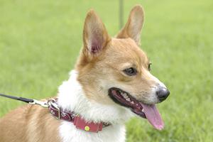 シロアリ駆除ならアサンテ｜信頼の実績と即日対応で安心の施工サービス